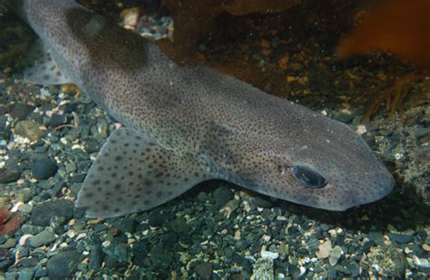 Lesser Spotted Catshark3