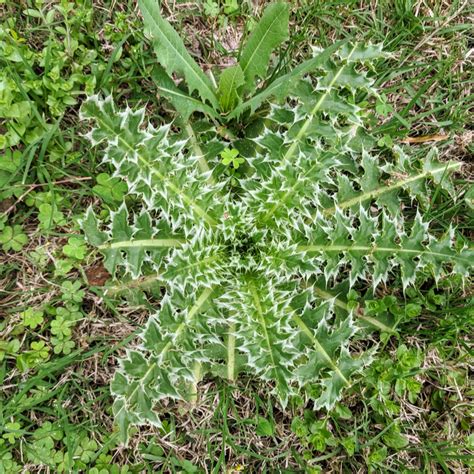 The Most Common Weeds In Illinois