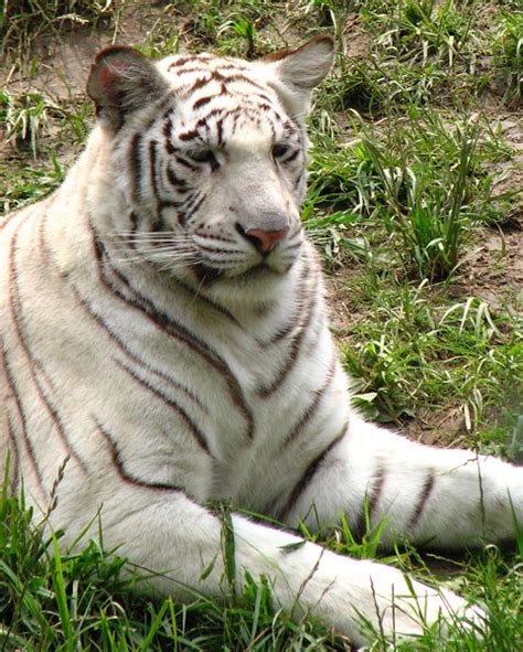 White Tiger I Angie Dixon Flickr