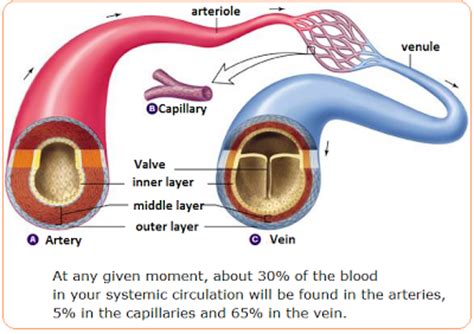 Small arteries are called arterioles. # 72 Arteries, veins and capillaries - structure and ...