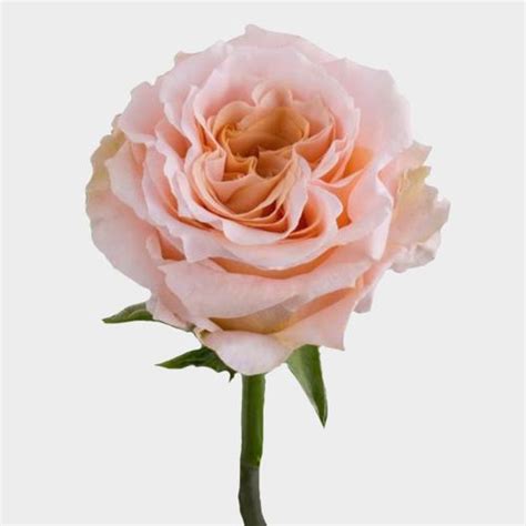 Rose Shimmer 60cm Wholesale Blooms By The Box