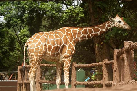 The Giraffe Largest Animal In The World Animals Lover