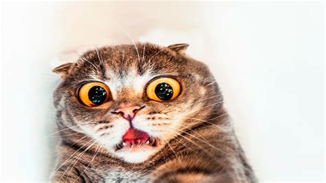 Funny Cats Scared Of Random Things Part 3 Funny Cats 2017 Funnydogtv