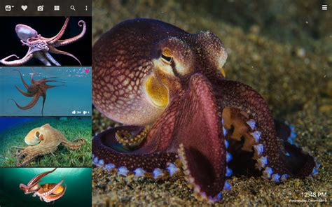 Octopus Hd Wallpapers New Tab Impressive Nature