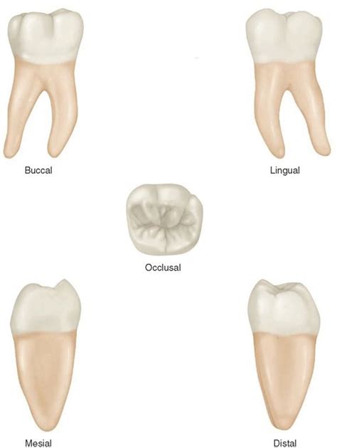 Mandibular Right First Molar Dental Anatomy Teeth Anatomy Dental Facts