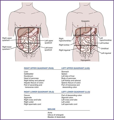 Diagram Abdominal Quadrants And Organs Diagram Mydiagram Online
