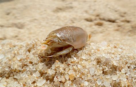 How To Preserve Sand Fleas Keep Them Alive For Pompano Fishing