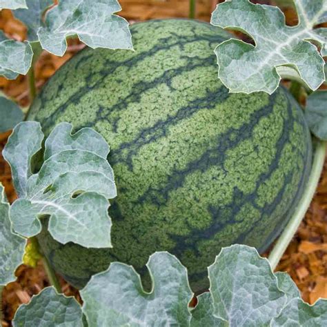 Moon And Stars Watermelon Seeds Terroir Seeds