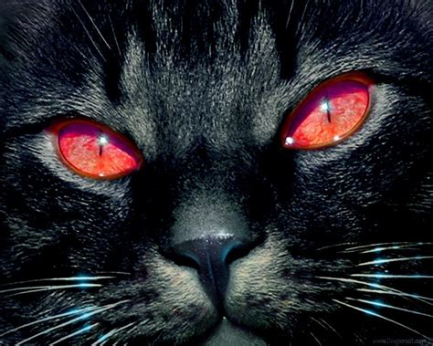 Glowing Cat Eyes Desktop Wallpaper Pictures Glowing Cat Eyes Photos