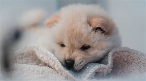 Download Wallpaper 3840x2160 Puppy Dog Cute Fluffy Pet
