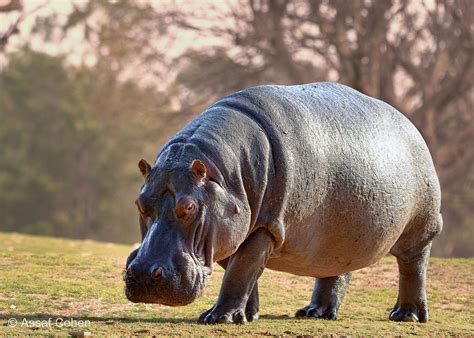 Hippo By Assaf Cohen On 500px African Animals Photography Wild