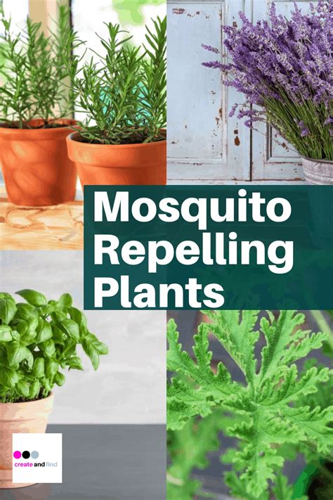 Plants That Repel Mosquitos Mosquito Repelling Plants Plants