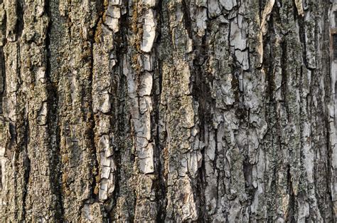 Tree Bark Texture Close Up 2254017 Stock Photo At Vecteezy