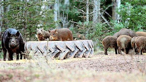 Wisconsin Dnr Encourages Deer Hunters To Look For Feral Pigs Twin Cities