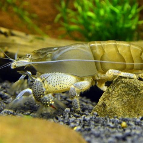African Giant Filter Shrimp Atya Gabonensis Creveti Nevertebrate