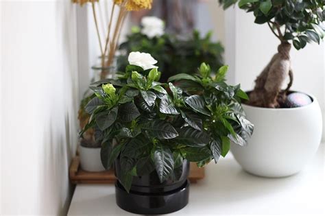 10 Scented Houseplants For A Nice Smelling Home