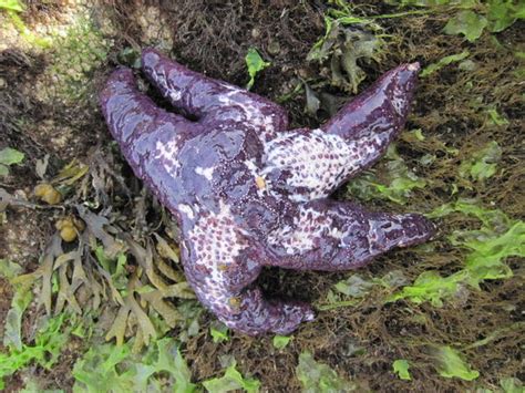 Marine Researchers Say Recent Sea Star Wasting Disease
