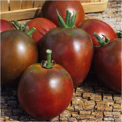 Variétés De Tomates Anciennes Ma Liste ⋆ Au Refuge Des Graines