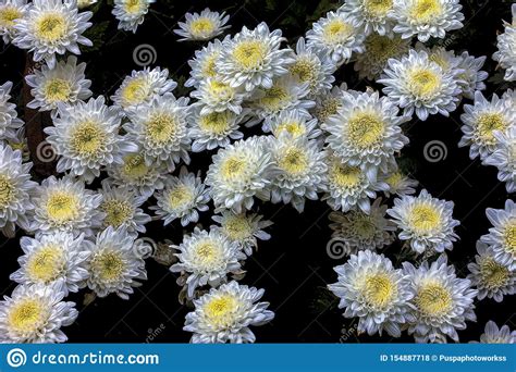White Chrysanthemums Asterales Are Blooming With A Black Background And
