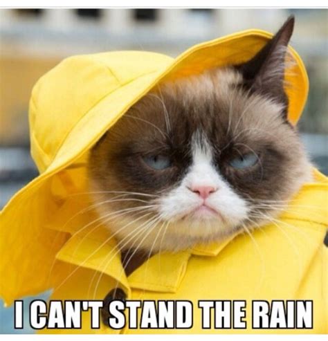 I Cant Stand The Rain Grumpy Cat Grumpy Cat Quotes Funny Grumpy Cat