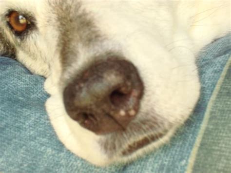 White Spotsrash On Nose German Shepherd Dog Forums