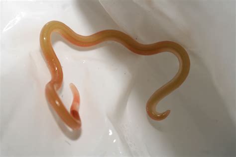 Сходства и различия разных видов круглых червей и плоских паразитов