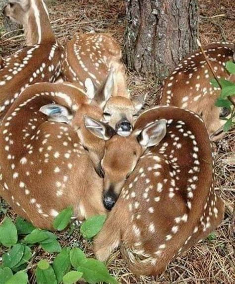 Pin On Deer