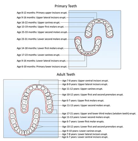 Tooth Eruption Chart Brooklawn Dental Health Center New Bedford Ma