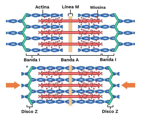 Sarcómeros Labster Theory