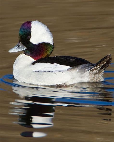 53 Best Images About Bufflehead Ducks On Pinterest Canada Lakes And