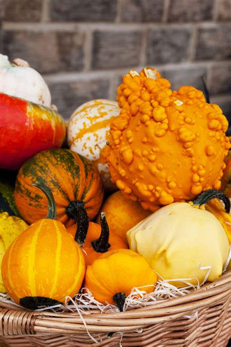 Fall Harvest In A Basket Free Stock Photo Public Domain Pictures
