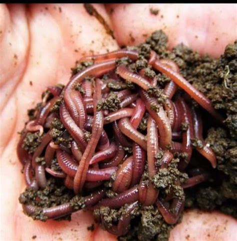 50 Kg Bag Red Earthworms For Vermicompost Rs 150 Kg Jai Shree