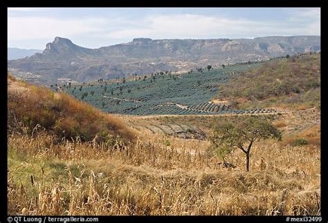 Picturephoto Rural Landscape With Grasses And Agave Field Mexico
