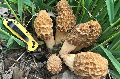 How To Find Morel Mushrooms In The Spring Woods Petersens Hunting