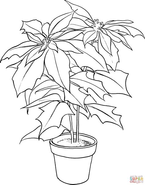 La flor de pascua (o poinsettia) (euphorbia pulcherrima) es la planta más asociada con la navidad y es frecuente encontrarla en todas las tiendas especializadas o no. Dibujo de Poinsetia o Flor de Pascua para colorear | Dibujos para colorear imprimir gratis