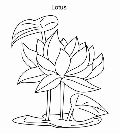 Coloring Lotus Flower Flowers Drawing Growing Pages