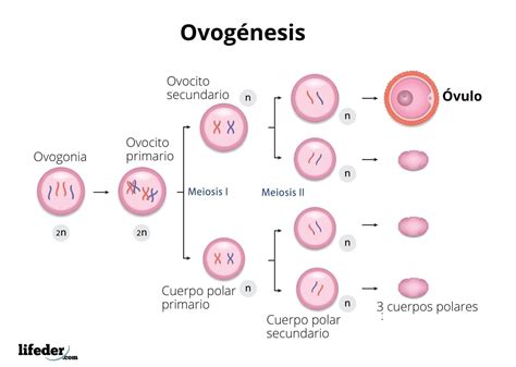 Espermatogénesis Concepto Etapas Y Diferencias Con Ovogénesis