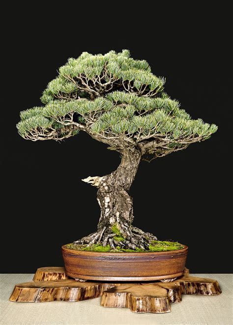 Japanese Black Pine Pinus Thunbergii Bonsai Learning Center