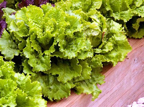 how to grow lettuce gardening tips and care naturebring