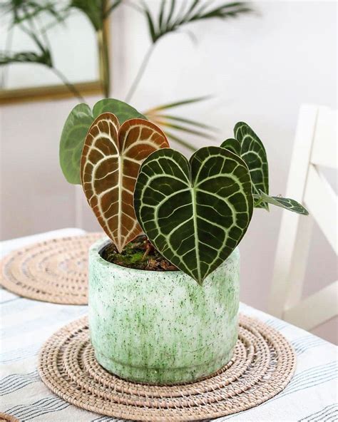 60 Beautiful Indoor Plants Design In Your Interior Home Plants