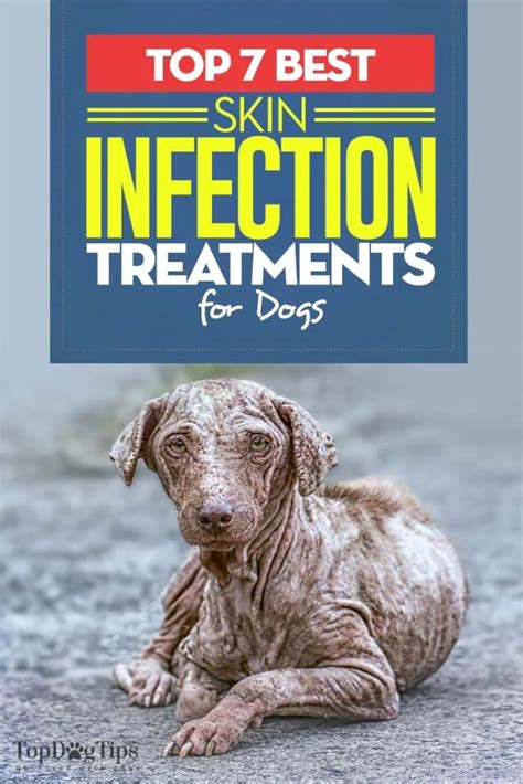 7 Best Dog Skin Infection Treatment To Buy Over The Counter In 2020