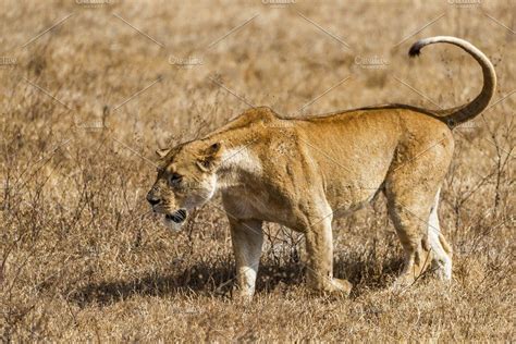 Check spelling or type a new query. Lioness stalking prey (With images) | Feline anatomy ...