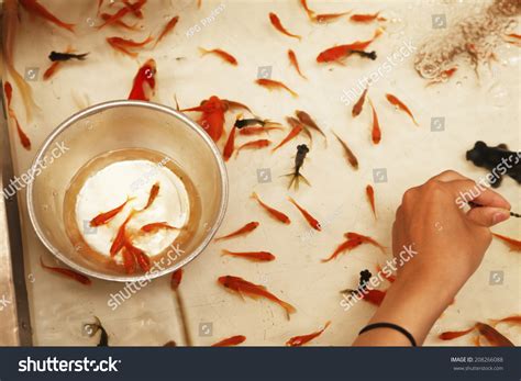 Image Goldfish Scooping Stock Photo 208266088 Shutterstock