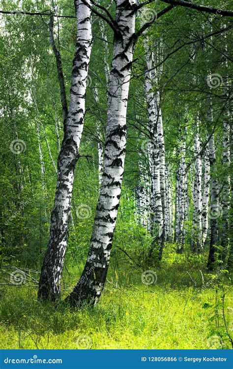 White Birch Trees With Beautiful Birch Bark In A Birch Grove Vertical