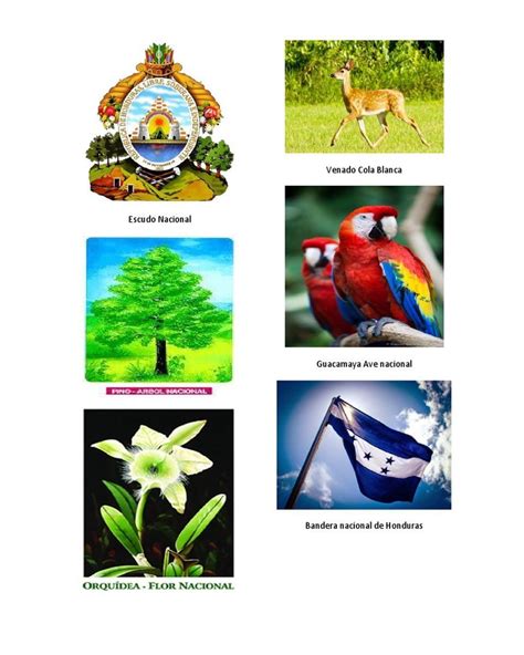 Simbolos Patrios De Honduras Su Significado Y Origen Simboloswiki