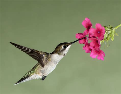 48 Hummingbird Screensavers And Wallpaper