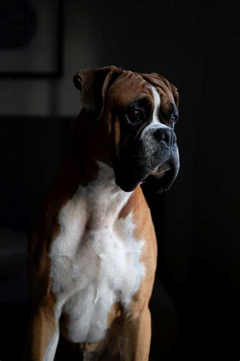 If you have a boxer that eats their food really fast then this may be able to help. Pin by Dog Lover on Boxer | Dogs, Free dog food, Grain ...