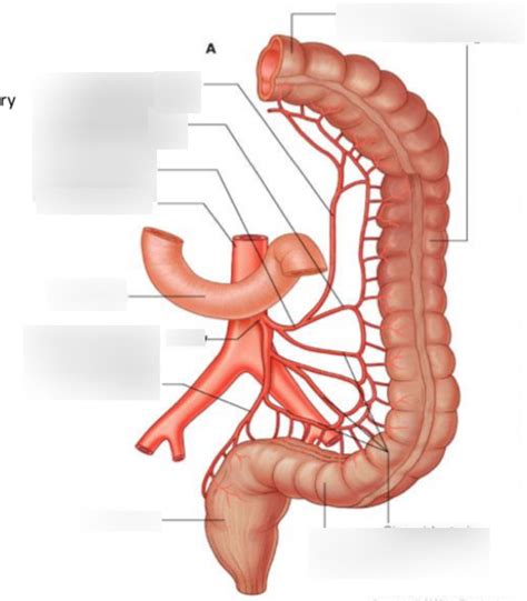 Branches Of The Inferior Mesenteric Artery Diagram Quizlet