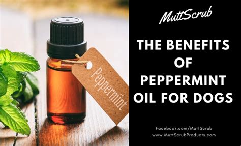 The Unbelievable Benefits Of Peppermint Oil For Dogs Mutt Scrub Products