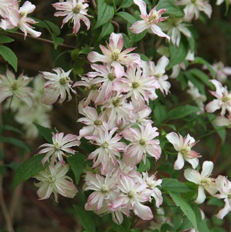Evergreen and winter flowering clematis varieties bring welcome colour, and dwarf clematis is perfect for smaller gardens. clematis (group 1) - RHS | Clematis, Ornamental plants, Plants